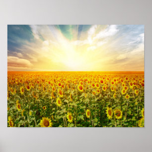 Sonnenblumenfeld bei Sonnenuntergang Poster
