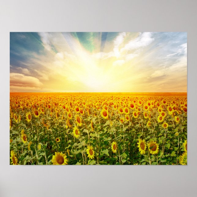 Sonnenblumenfeld bei Sonnenuntergang Poster (Vorne)