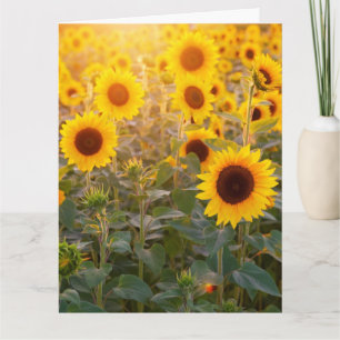 SONNENBLUMENFELD BEILEIDSKARTE KARTE