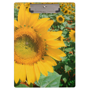 Sonnenblumenfeld. Bezirk Heidelberg Klemmbrett