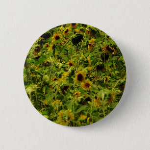 Sonnenblumenfeld Button