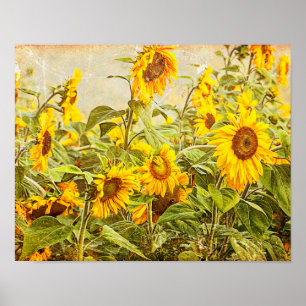 Sonnenblumenfeld-Decoupage Gelb Vintage Antik Poster