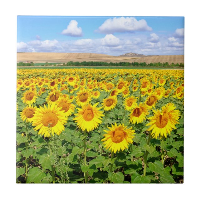 Sonnenblumenfeld Fliese (Vorderseite)