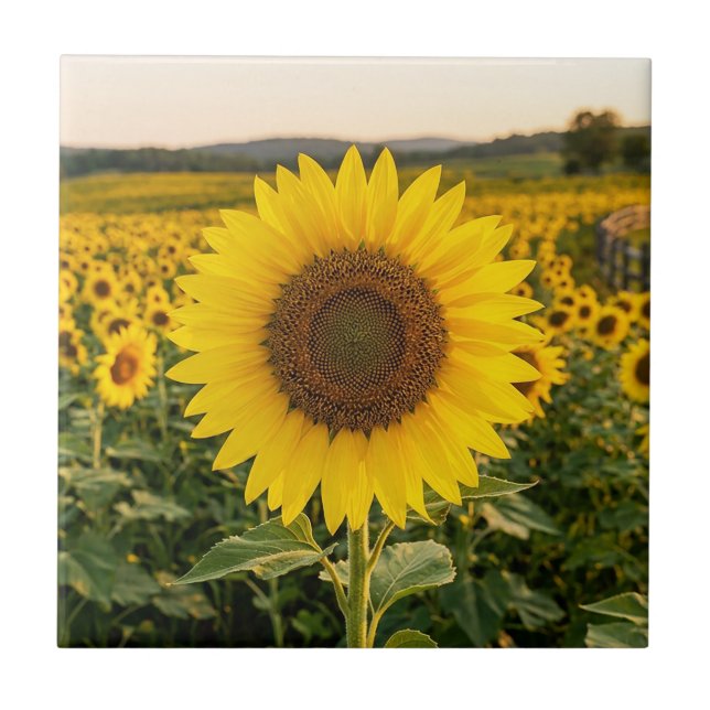 Sonnenblumenfeld Fliese (Vorderseite)