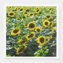 Sonnenblumenfeld-Harmonie