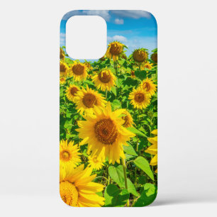 Sonnenblumenfeld im Sommer Sonnentag. malerisch Case-Mate iPhone Hülle