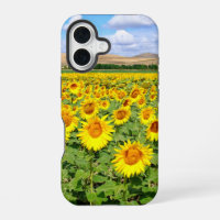 Sonnenblumenfeld
