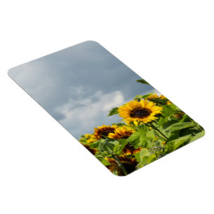 Sonnenblumenfeld Magnet