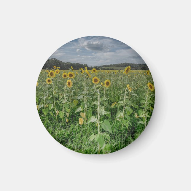 "Sonnenblumenfeld" Magnet (Vorne)