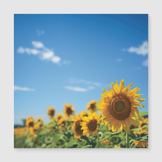 Sonnenblumenfeld Magnetkarte (Vorderseite)