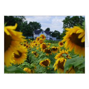 Sonnenblumenfeld mit Bauernkarte