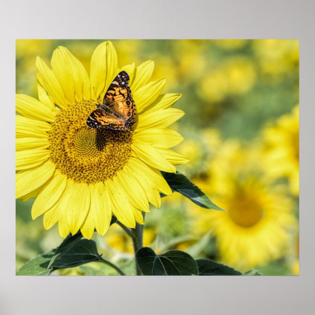 Sonnenblumenfeld mit Butterfly-Poster Poster (Vorne)