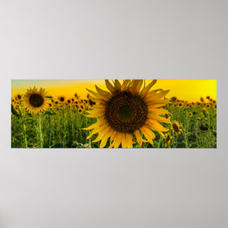Sonnenblumenfeld mit Goldenem Himmel Poster