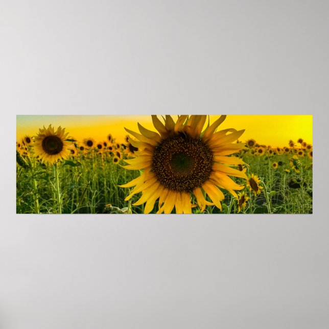 Sonnenblumenfeld mit Goldenem Himmel Poster (Vorne)