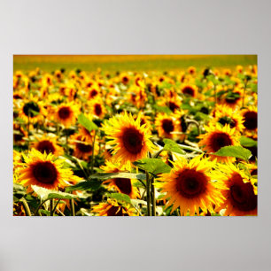 Sonnenblumenfeld Poster