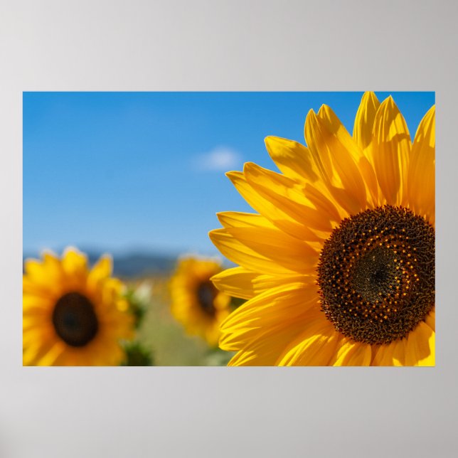Sonnenblumenfeld Poster (Vorne)