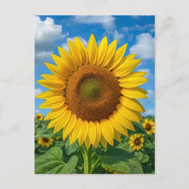 SONNENBLUMENFELD POSTKARTE (Vorderseite)
