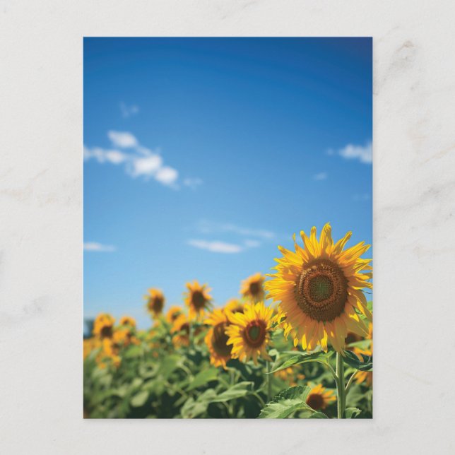 Sonnenblumenfeld Postkarte (Vorderseite)