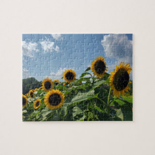 Sonnenblumenfeld Puzzle
