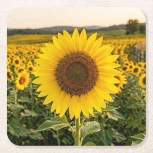 Sonnenblumenfeld Rechteckiger Pappuntersetzer