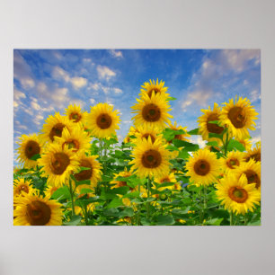 Sonnenblumenfeld, schöne Blumen, Poster