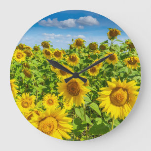 Sonnenblumenfeld, Sommersonntag. Große Wanduhr