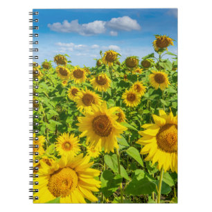 Sonnenblumenfeld, Sommersonntag. Notizblock