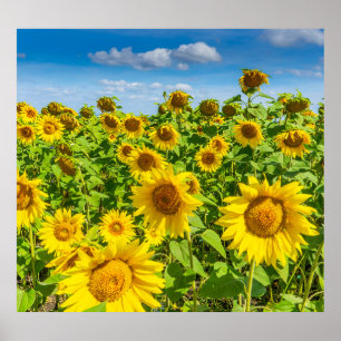 Sonnenblumenfeld, Sommersonntag. Poster