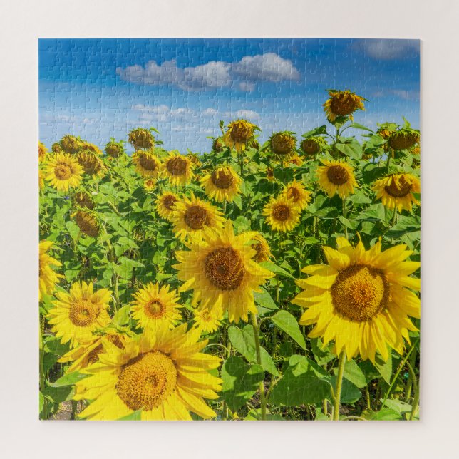 Sonnenblumenfeld, Sommersonntag. Puzzle (Vertikal)