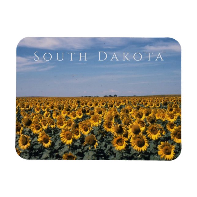 Sonnenblumenfeld, Süddakota Magnet (Horizontal)
