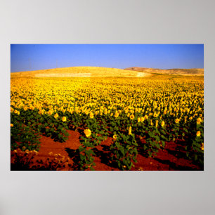 Sonnenblumenfeld, Südspanien Poster