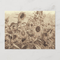 Sonnenblumenfeld Vintag Sepia Tone Kunstvoll wande