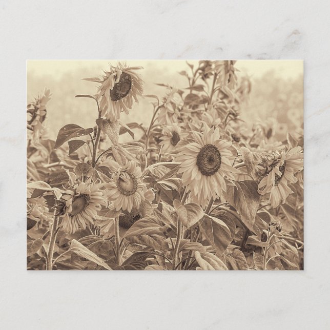 Sonnenblumenfeld Vintag Sepia Tone Kunstvoll wande Postkarte (Vorderseite)