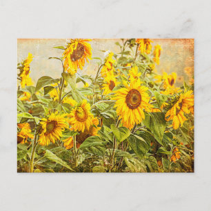 Sonnenblumenfeld Vintage Antik Gelbe Kunst Postkarte