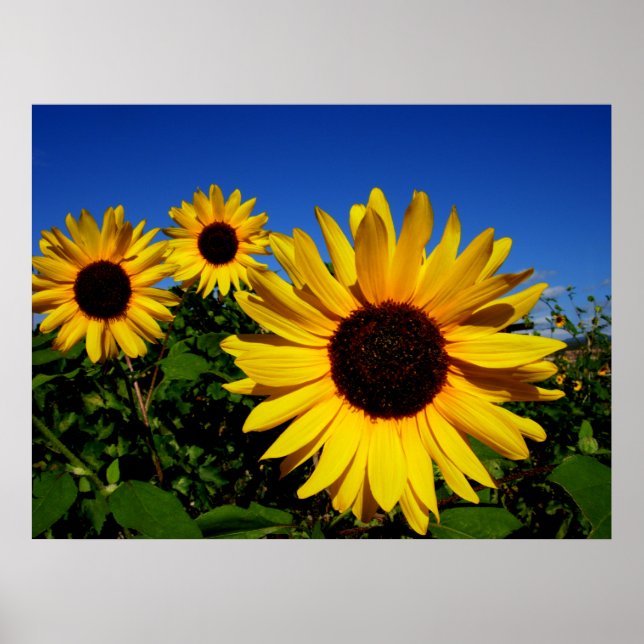 Sonnenblumenfelder-Poster Poster (Vorne)