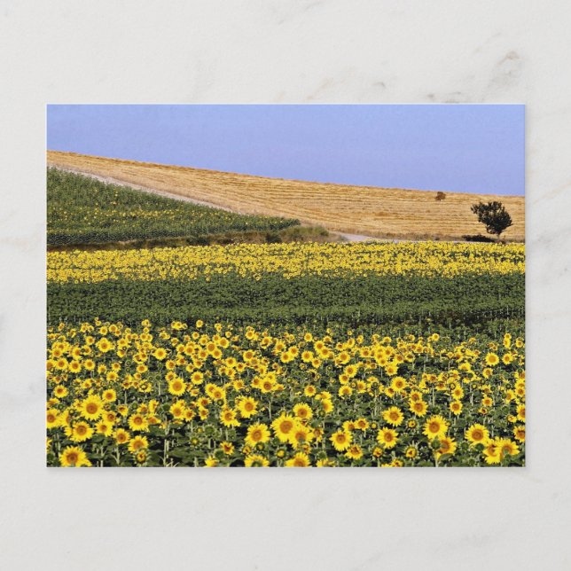 Sonnenblumenfelder, Toskana, Italien Blume Postkarte (Vorderseite)
