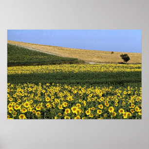 Sonnenblumenfelder, Toskana, Italien Poster