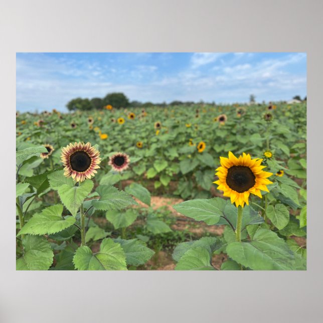Sonnenblumenfeldfotografie Poster (Vorne)