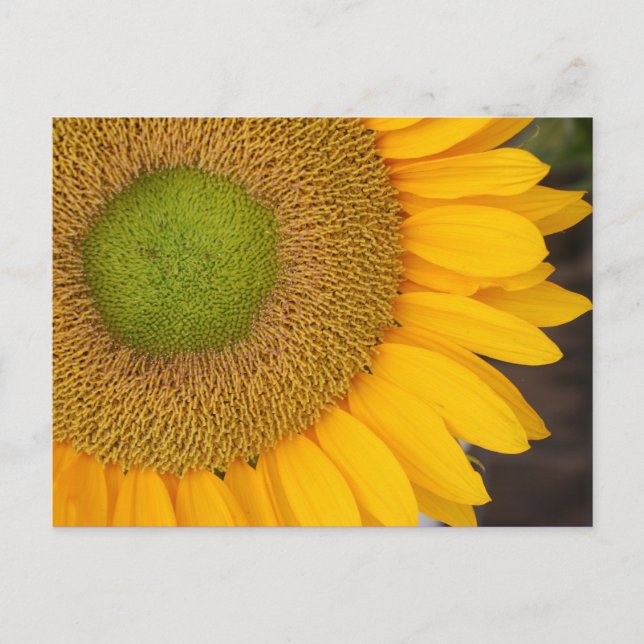 Sonnenblumenfotografie Postkarte (Vorderseite)