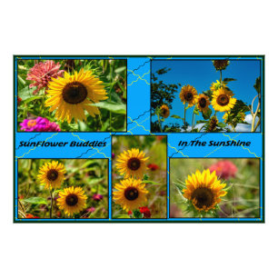 Sonnenblumenfreunde im Sonnenschein Fotodruck