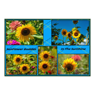 Sonnenblumenfreunde im Sonnenschein Fotodruck