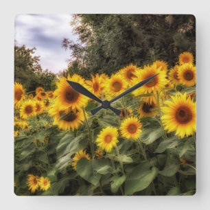 Sonnenblumengarten Foto Akrylwall Uhr