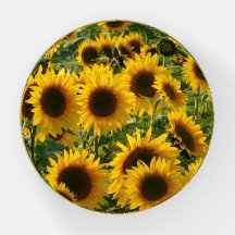 Sonnenblumengefühl