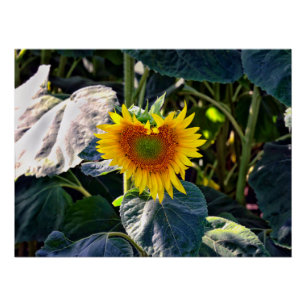 Sonnenblumenherz Ende Sommer Blume Poster
