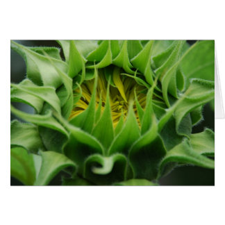 Sonnenblumenkarte