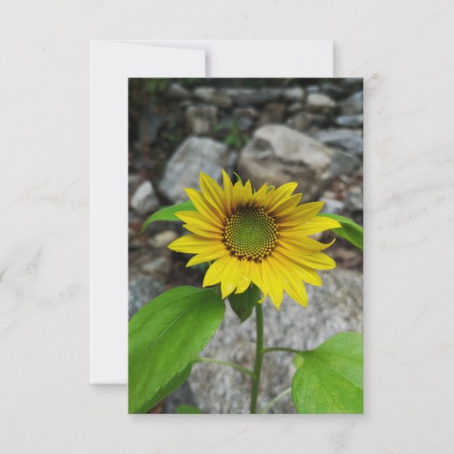 Sonnenblumenkarte Karte (Vorderseite)