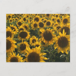 Sonnenblumenkarte Postkarte