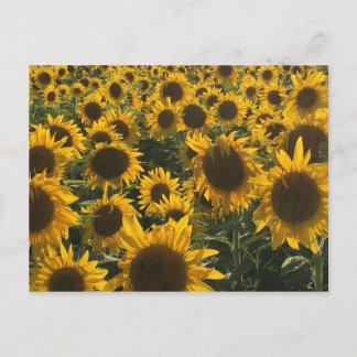 Sonnenblumenkarte Postkarte