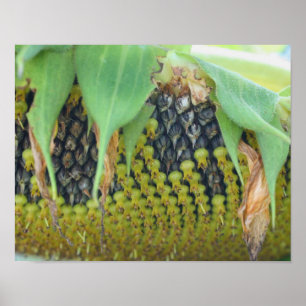 Sonnenblumenkerne auf der Blume Nah Poster