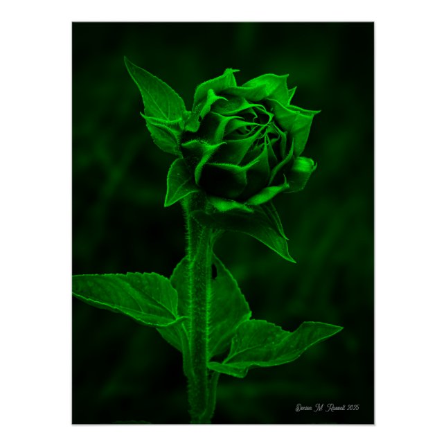 "Sonnenblumenknospe"  Poster (Vorderseite)
